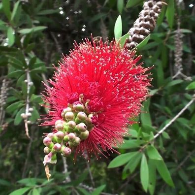 Steifer Zylinderputzer - Callistemon rigidus - STIFF Bottlebrush - 50+ Samen W 165