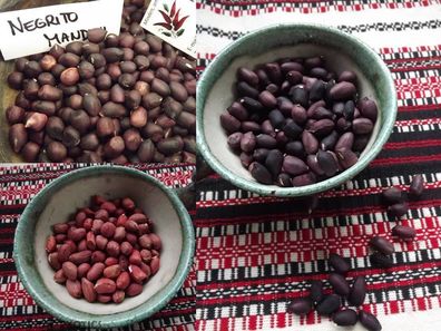 Erdnuss Paket aus 3 Sorten - Peanut Sortiment - 15+ Samen - FEINE RARITäT! V 158