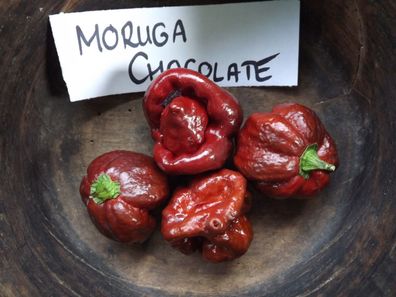 Trinidad Moruga Scorpion Chocolate Chili 5+ Samen - Seed - Schärfe-Rekord Ch 004