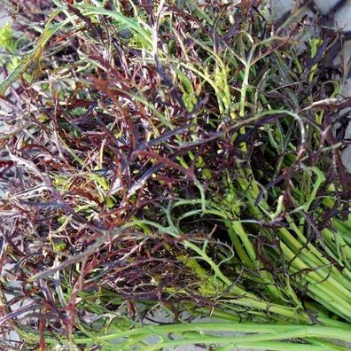 Blattsenf Red Frills - Mustard Greens 25+ Samen - Saatgut - Seeds B 102