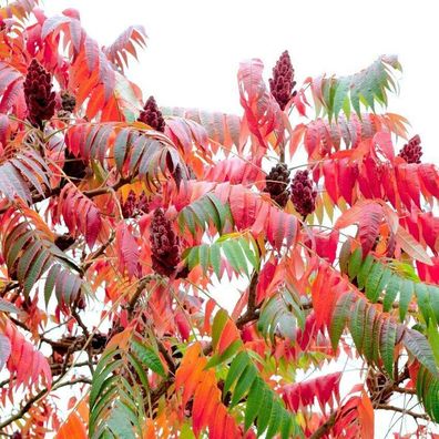 Essigbaum - Staghorn Sumac - Rhus typhina - 25+ Samen - Saatgut - Seeds W 051