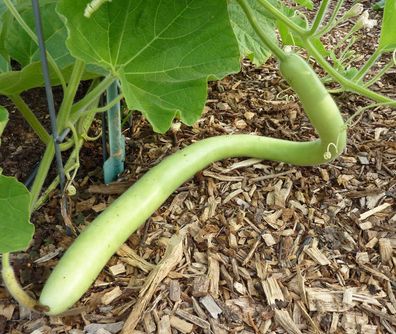 Kalebasse Cucuzzi Caravazzi - Gourd 10+ Samen - Saatgut - Gemüsesamen C 034