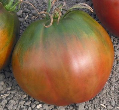 Brad´s Black Heart Tomate - Tomato 5+ Samen - Saatgut - Seeds - Graines P 050