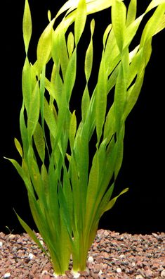 1 Bund Asiatische Wasserschraube (Vallisneria Asiatica)