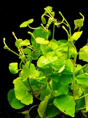 1 Bund Brasil. Wassernabel (Hydrocotyle Leucocephala)