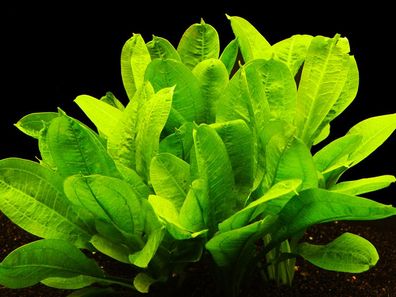 1 Bund Echinodorus Parviflorus "Tropica"