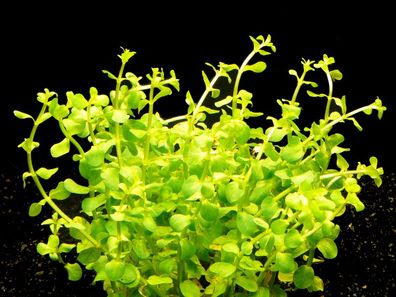 1 Bund Grüne Rotala (Rotala Rotundifolia Green)