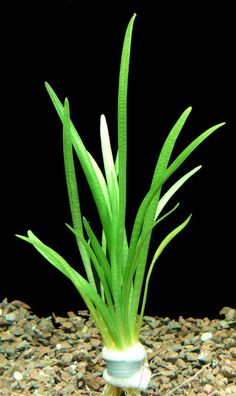 1 Bund Kleines Pfeilkraut (Sagittaria Subulata)