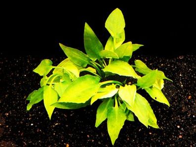 1 Bund Pont.-Wasserkelch (Cryptocoryne pontederifolia)