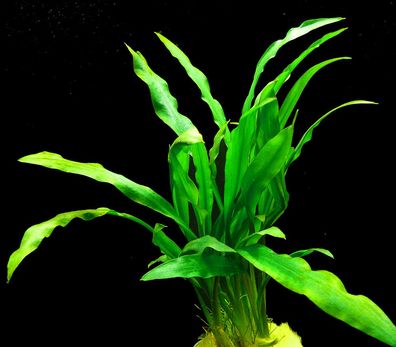 1 Bund Spiraliger Wasserkelch (Cryptocoryne Spiralis)