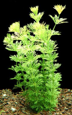 1 Bund Sumpffreund (Limnophila Sessiliflora)