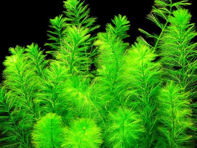 1 Bund Tannen-Tausendblatt (Myriophyllum elatinoides)