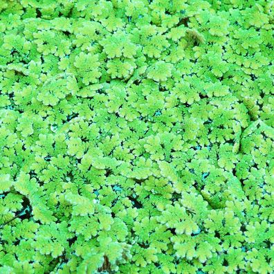 1 Portion Algenfarn (Azolla caroliniana)