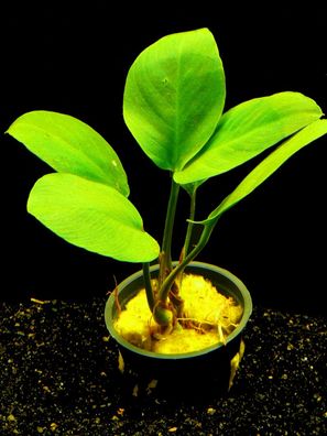 1 Topf Caladiumbl. Speerblatt (Anubias Caladiifolia)
