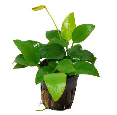 1 Topf Goldenes Zwergspeerblatt (Anubias Nana Golden)