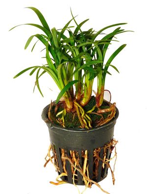 1 Topf Zwergschlangenbart (Ophiopogon japonica kyoto)