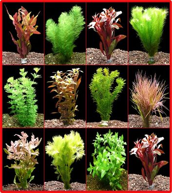 10 Bund Rote + 10 Bund Grüne Aquarienpflanzen - Top!!!
