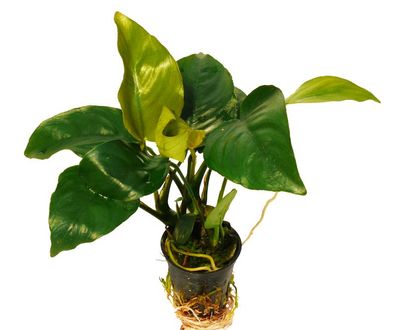 10 Töpfe Speerblatt (Anubias Barteri) 1A-Qualität!