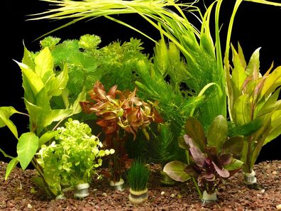 10 verschiedene Aquarium-Bund-Pflanzen - ca. 70 Einzelpflanzen - Top!