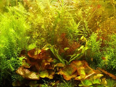 140 Aquarium-Pflanzen schnellwachsend gegen Algen + 5 Lotus-Knollen