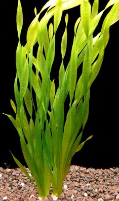2 Bund Asiatische Wasserschraube (Vallisneria Asiatica)