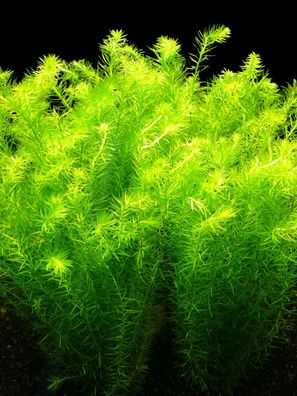 2 Bund Fluss - Mooskraut (Mayaca Fluviatilis)