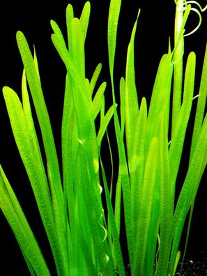 2 Bund Glatte Vallisnerie (Vallisneria Spiralis)