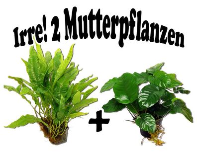 2 Mutterpflanzen im Set: Anubias barteri + Javafarn