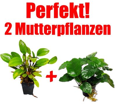 2 Mutterpflanzen: Anubias + Schwertpflanze, perfekt f. Barsch-Aquarien