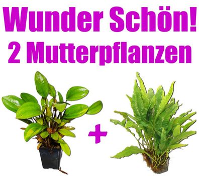 2 Mutterpflanzen: Javafarn + Schwertpflanze, wunderschön f. Barsche