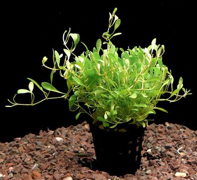 3 Töpfe Australisches Zungenblatt (Glossostigma elatinoides)