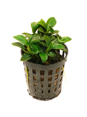 3 Töpfe Bonsai-Speerblatt (Anubias nana petite)