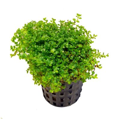 3 volle Töpfe Hemianthus callitrichoides cuba - 1A Qualität