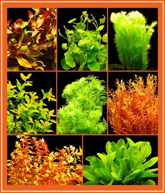 4 Bund Aquarien-Pflanzen - Bunter Mix - kräftige Bunde - Top Qualität