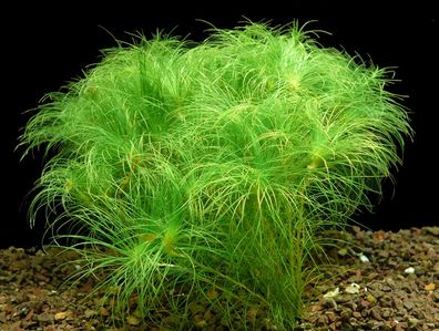 5 Bund Eriocaulon setaceum 'mini'