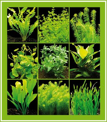 5 Bund grüne Wasserpflanzen, Aquarienpflanzen - einfach und schön