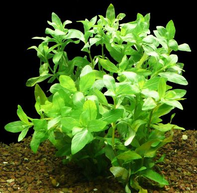 5 Bund Indischer Wasserfreund (Hygrophila polysperma)