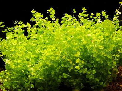 5 Bund Perlenkraut (Micranthemum Umbrosum)