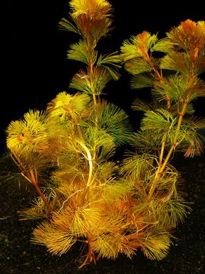 5 BUND ROTE Haarnixe (CABOMBA Piauhyensis)