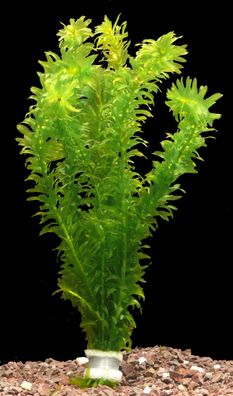 5 BUND Wasserpest (EGERIA DENSA)