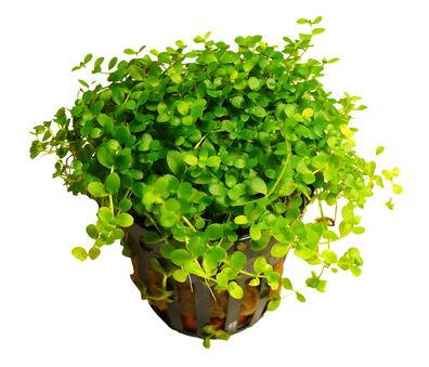 5 Töpfe Monte Carlo Perlenkraut - Micranthemum "Monte Carlo"