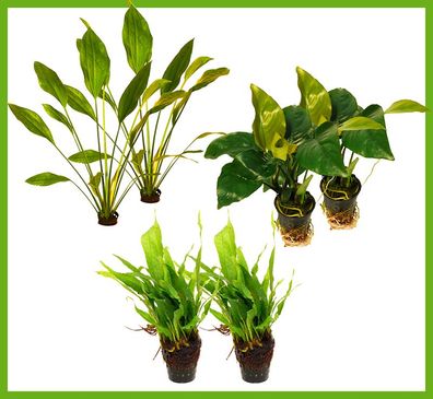 6 schöne Töpfe für Barsch-Aquarien: Anubias, Javafarn, Schwertpflanze