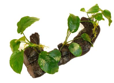 Anubias Barteri Auf Ca. 30Cm Wurzel Für Barsche