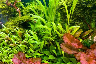 Aquarienpflanzenset 'WASSERKELCH TRIFFT LOTUS' BIS 60L