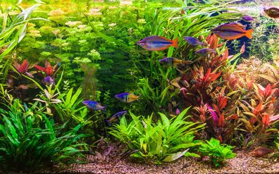 Aquarium-Pflanzenset 'Regenbogen' bis 200L
