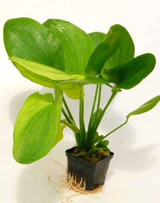 Echinodorus Mutterpflanze ca. 30-35cm