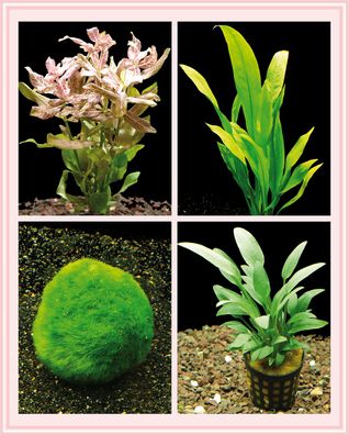 Kleines Starter-Pflanzenset, Anfänger Aquariumpflanzen, einfach + schön