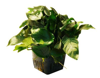 Mutterpflanze Zwerg-Speerblatt (Anubias barteri nana)