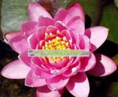 Seerose Mrs. Richmond winterhart tiefrosa - Rhizom, Teichpflanze