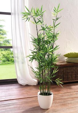 Pflanze "Bambus“